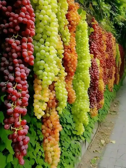 吐鲁番葡萄沟