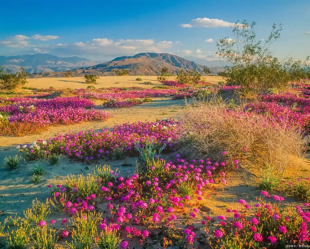 喀拉峻鲜花台