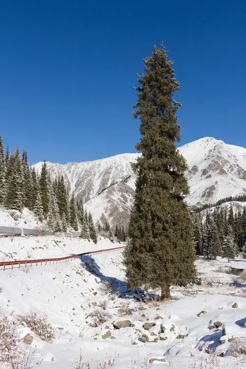 天山雪岭云杉