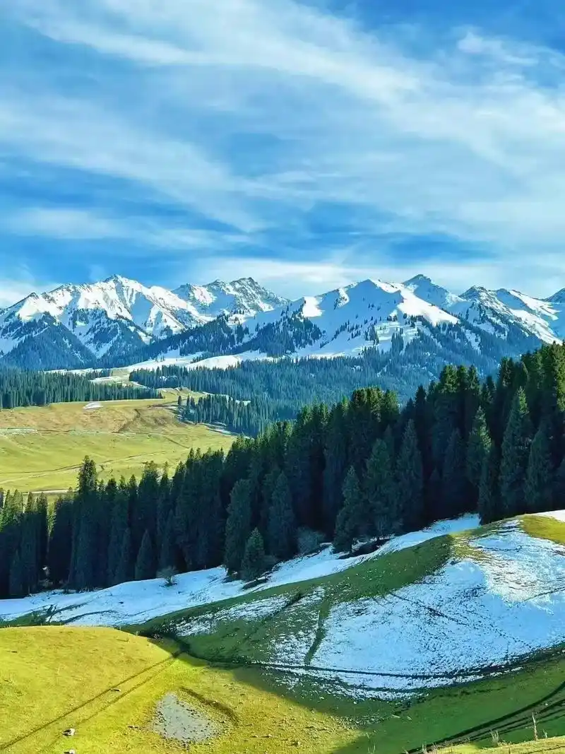 天山雪岭云杉