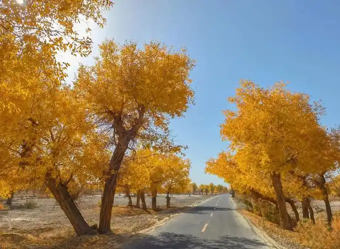 胡杨秘境公路