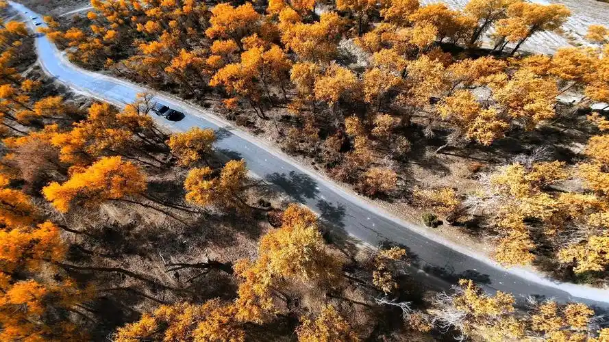 胡杨秘境公路