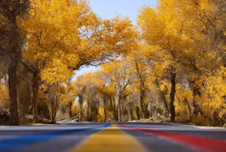 胡杨秘境公路