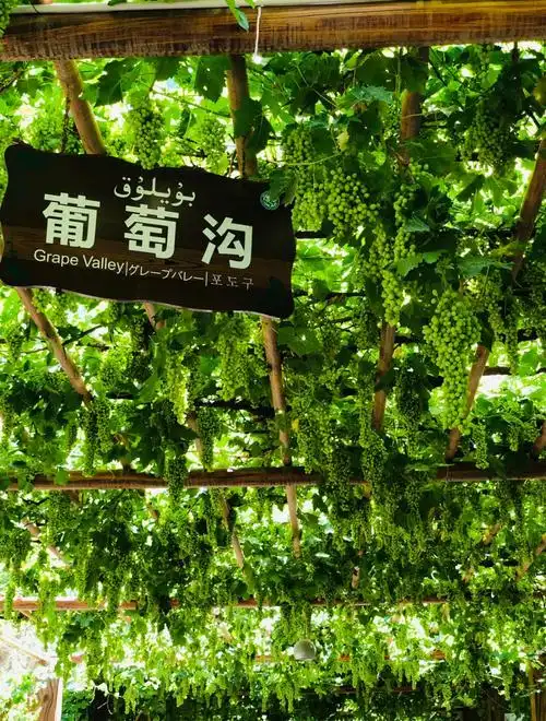 葡萄沟