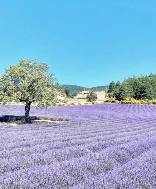 薰衣草花田