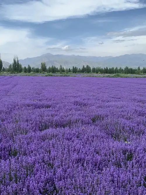 霍城薰衣草